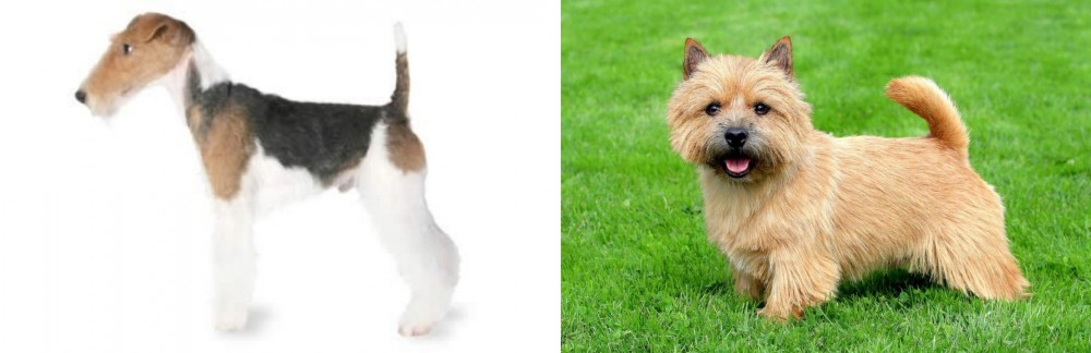 Norwich Terrier vs Fox Terrier - Breed Comparison