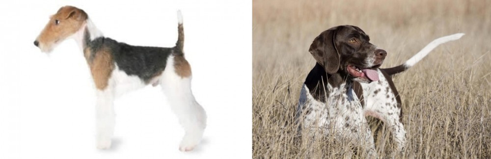 Old Danish Pointer vs Fox Terrier - Breed Comparison