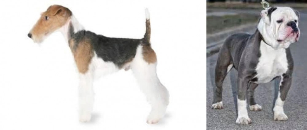 Old English Bulldog vs Fox Terrier - Breed Comparison