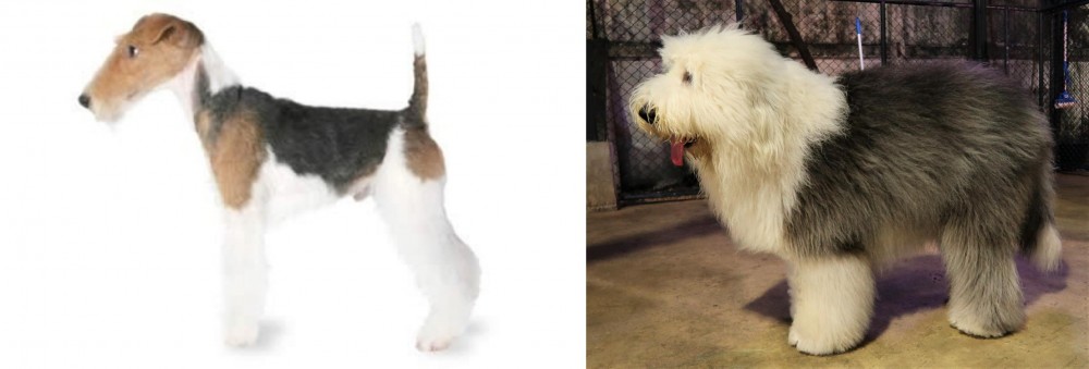 Old English Sheepdog vs Fox Terrier - Breed Comparison