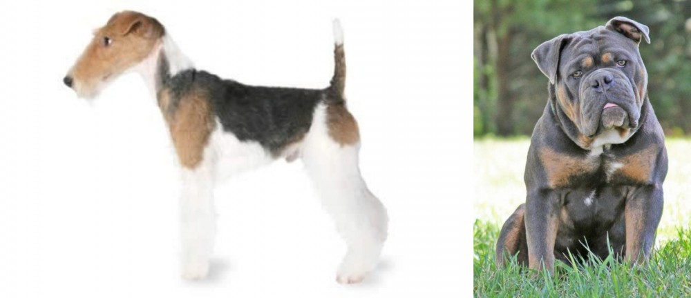 Olde English Bulldogge vs Fox Terrier - Breed Comparison