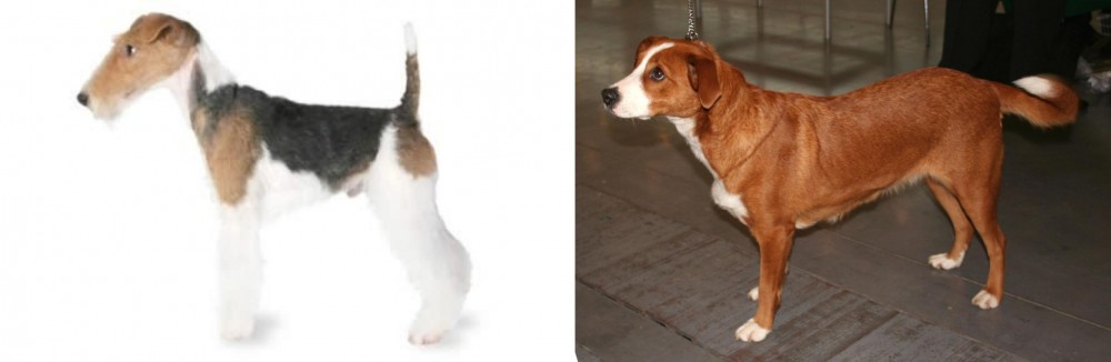 Osterreichischer Kurzhaariger Pinscher vs Fox Terrier - Breed Comparison