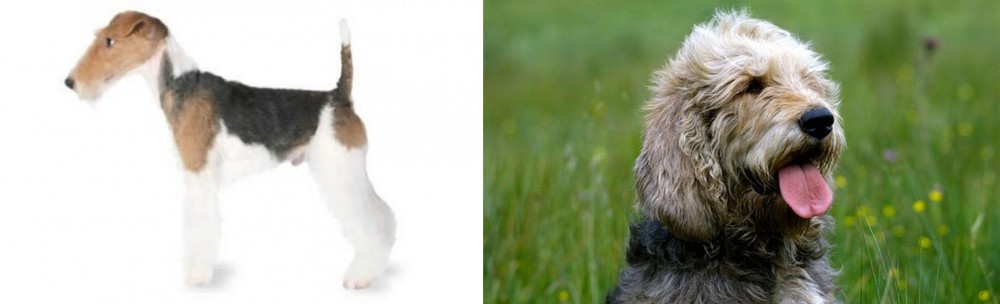 Otterhound vs Fox Terrier - Breed Comparison