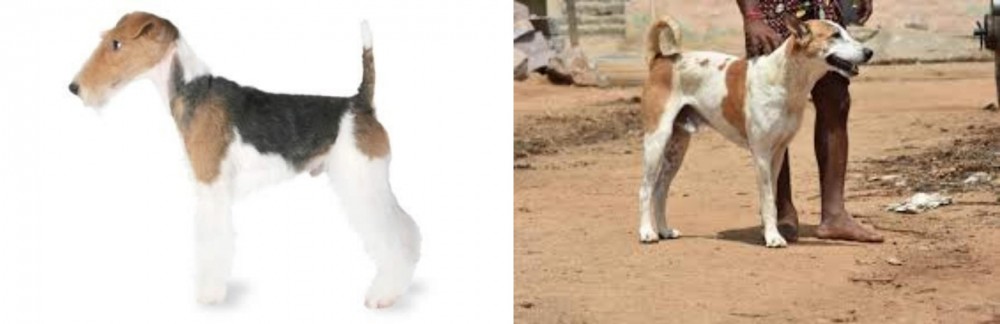 Pandikona vs Fox Terrier - Breed Comparison