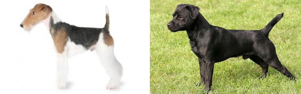 Patterdale Terrier vs Fox Terrier - Breed Comparison