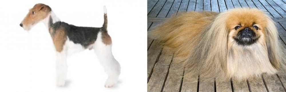 Pekingese vs Fox Terrier - Breed Comparison
