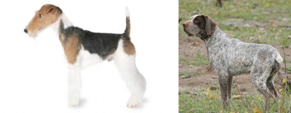Perdiguero de Burgos vs Fox Terrier - Breed Comparison