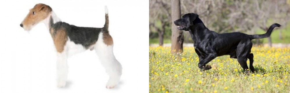 Perro de Pastor Mallorquin vs Fox Terrier - Breed Comparison