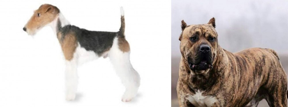 Perro de Presa Canario vs Fox Terrier - Breed Comparison