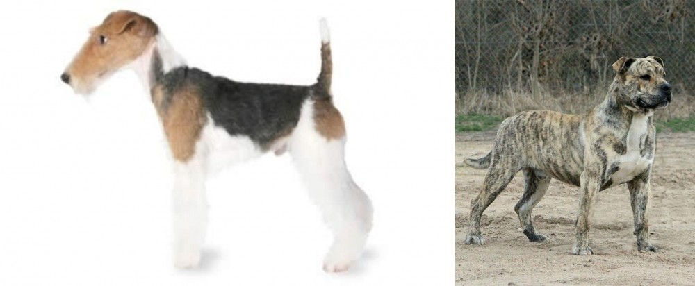 Perro de Presa Mallorquin vs Fox Terrier - Breed Comparison