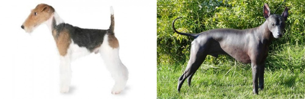 Peruvian Hairless vs Fox Terrier - Breed Comparison