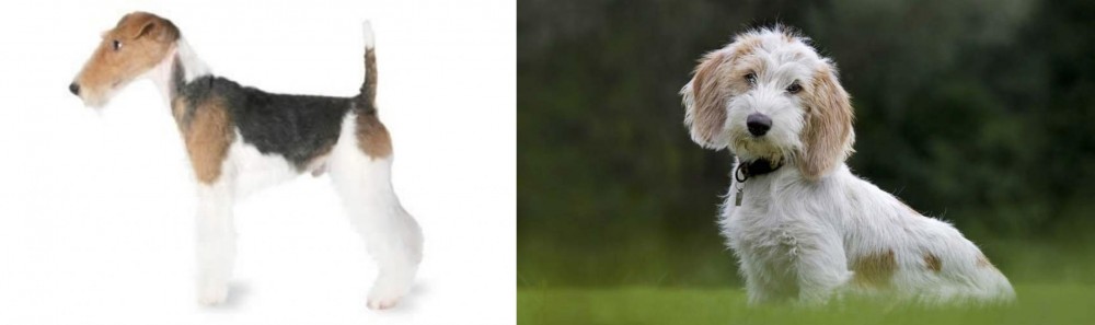 Petit Basset Griffon Vendeen vs Fox Terrier - Breed Comparison