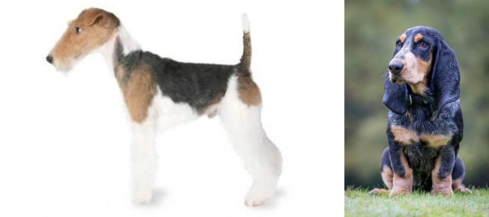 Petit Bleu de Gascogne vs Fox Terrier - Breed Comparison