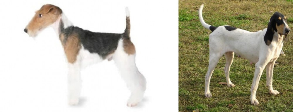 Petit Gascon Saintongeois vs Fox Terrier - Breed Comparison