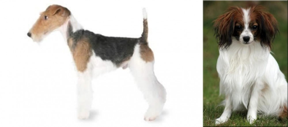 Phalene vs Fox Terrier - Breed Comparison