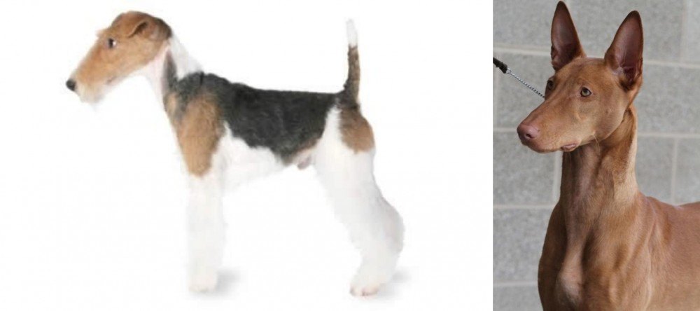Pharaoh Hound vs Fox Terrier - Breed Comparison