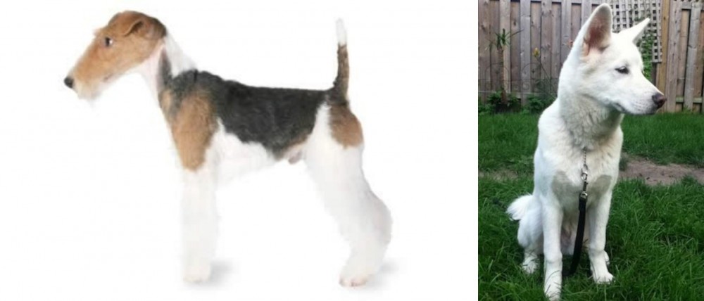 Phung San vs Fox Terrier - Breed Comparison