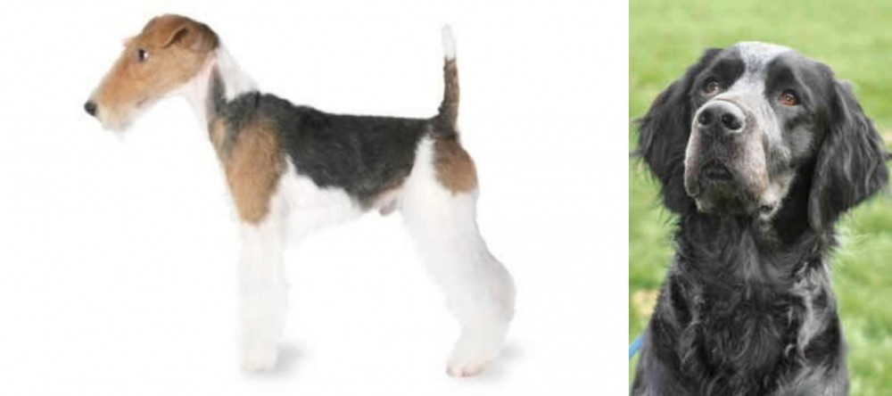 Picardy Spaniel vs Fox Terrier - Breed Comparison