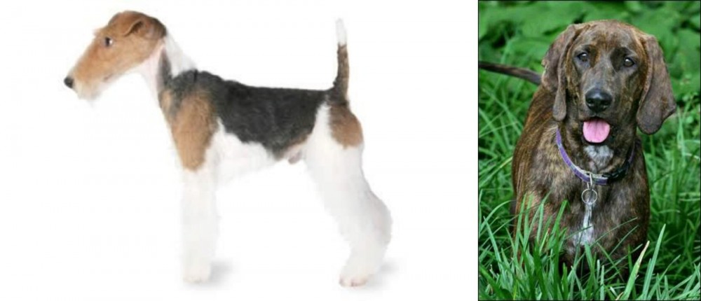 Plott Hound vs Fox Terrier - Breed Comparison