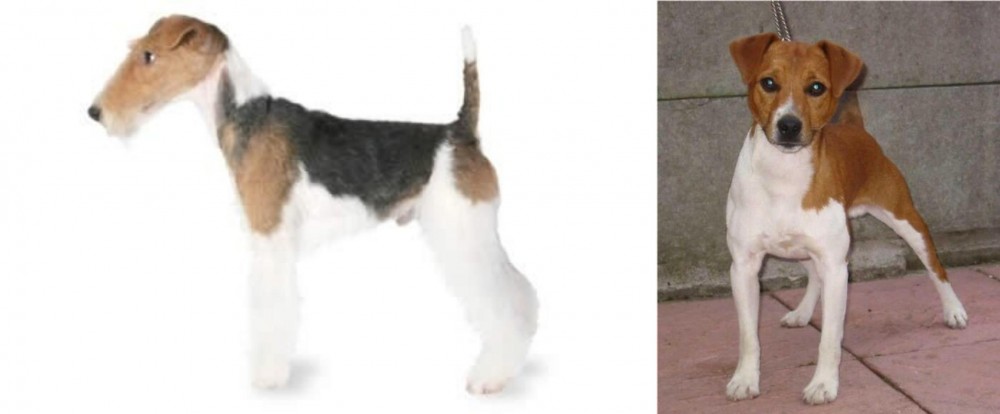 Plummer Terrier vs Fox Terrier - Breed Comparison