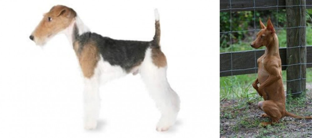 Podenco Andaluz vs Fox Terrier - Breed Comparison