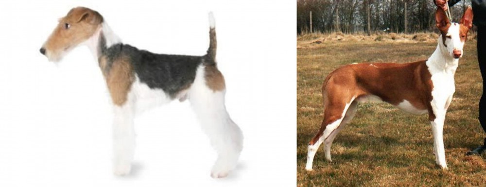 Podenco Canario vs Fox Terrier - Breed Comparison