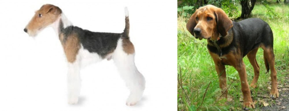 Polish Hound vs Fox Terrier - Breed Comparison