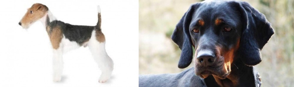 Polish Hunting Dog vs Fox Terrier - Breed Comparison
