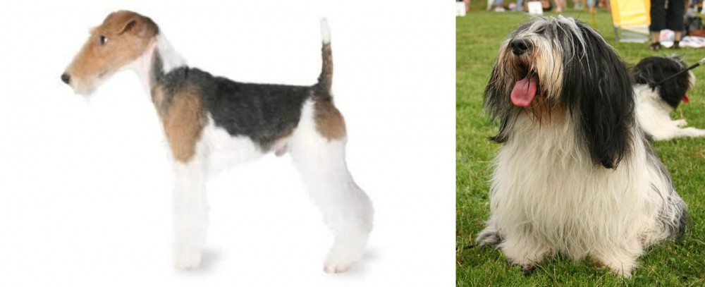 Polish Lowland Sheepdog vs Fox Terrier - Breed Comparison