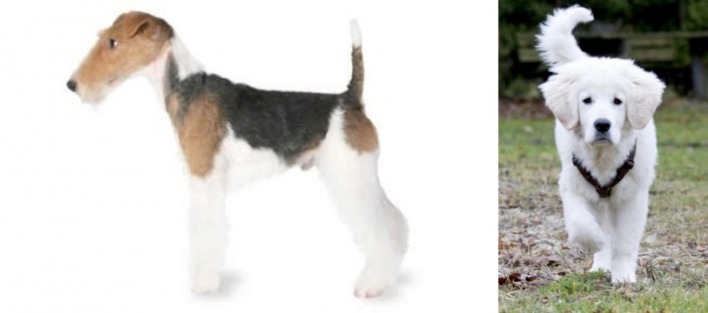 Polish Tatra Sheepdog vs Fox Terrier - Breed Comparison