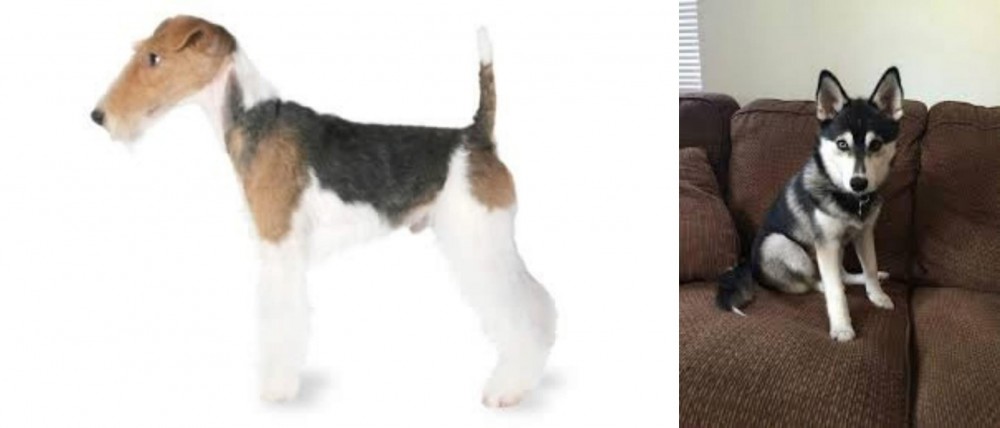 Pomsky vs Fox Terrier - Breed Comparison