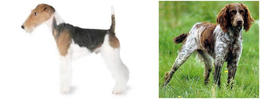 Pont-Audemer Spaniel vs Fox Terrier - Breed Comparison