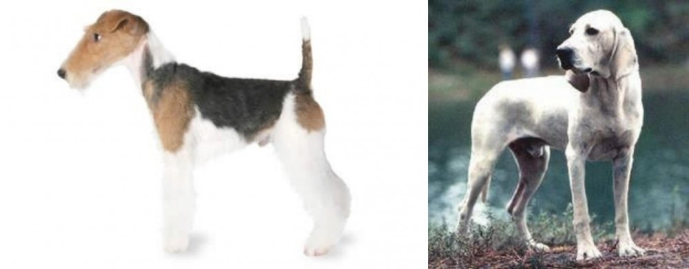 Porcelaine vs Fox Terrier - Breed Comparison