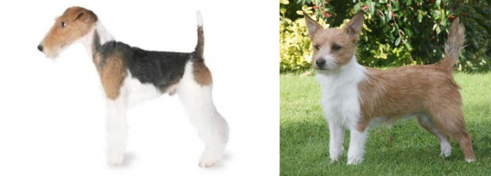 Portuguese Podengo vs Fox Terrier - Breed Comparison