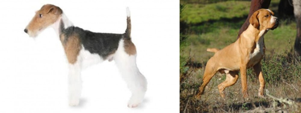 Portuguese Pointer vs Fox Terrier - Breed Comparison