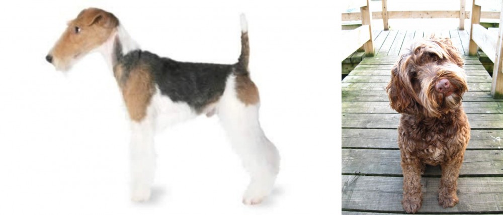 Portuguese Water Dog vs Fox Terrier - Breed Comparison