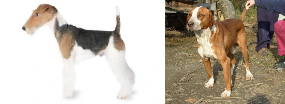 Posavac Hound vs Fox Terrier - Breed Comparison