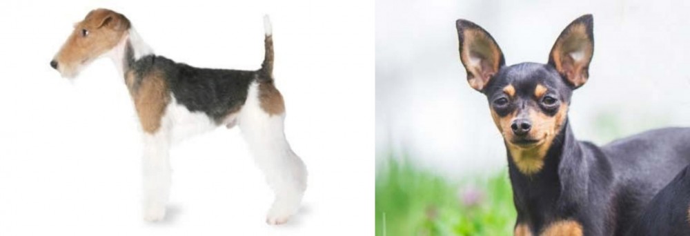 Prazsky Krysarik vs Fox Terrier - Breed Comparison