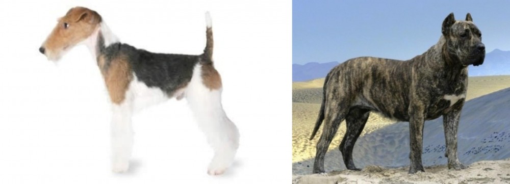 Presa Canario vs Fox Terrier - Breed Comparison