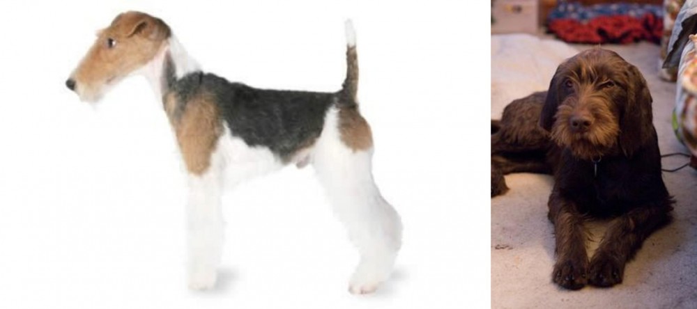 Pudelpointer vs Fox Terrier - Breed Comparison