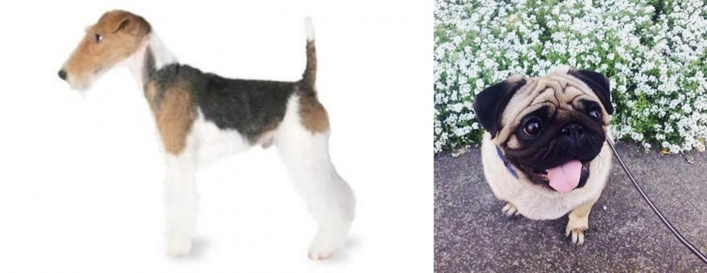 Pug vs Fox Terrier - Breed Comparison