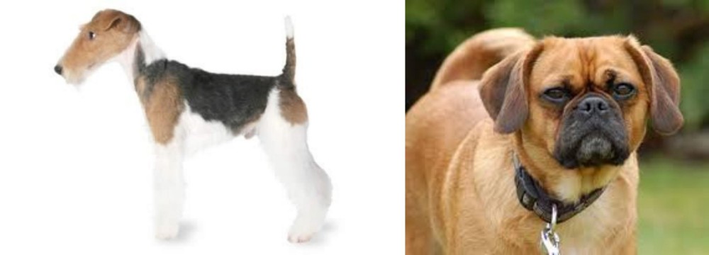 Pugalier vs Fox Terrier - Breed Comparison