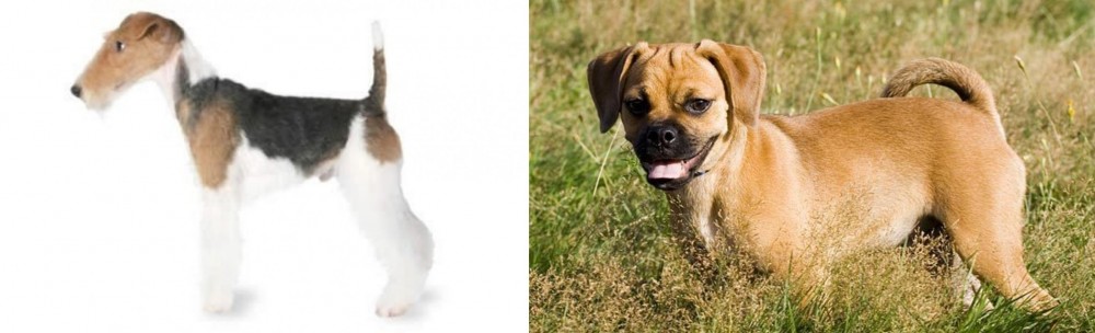 Puggle vs Fox Terrier - Breed Comparison