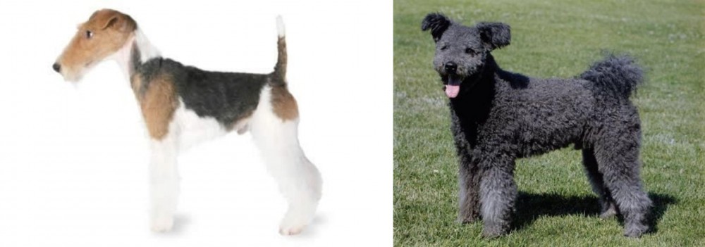 Pumi vs Fox Terrier - Breed Comparison