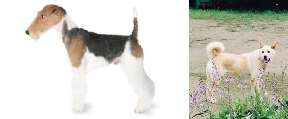 Pungsan Dog vs Fox Terrier - Breed Comparison