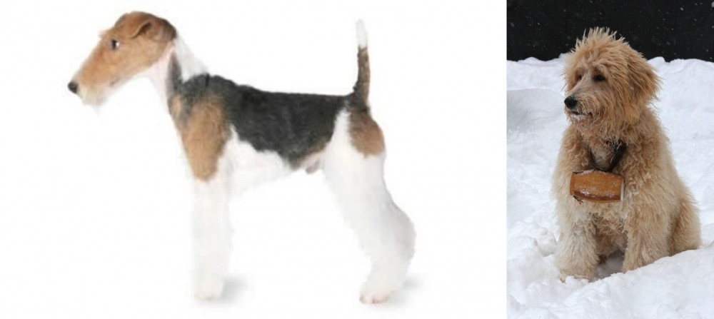 Pyredoodle vs Fox Terrier - Breed Comparison