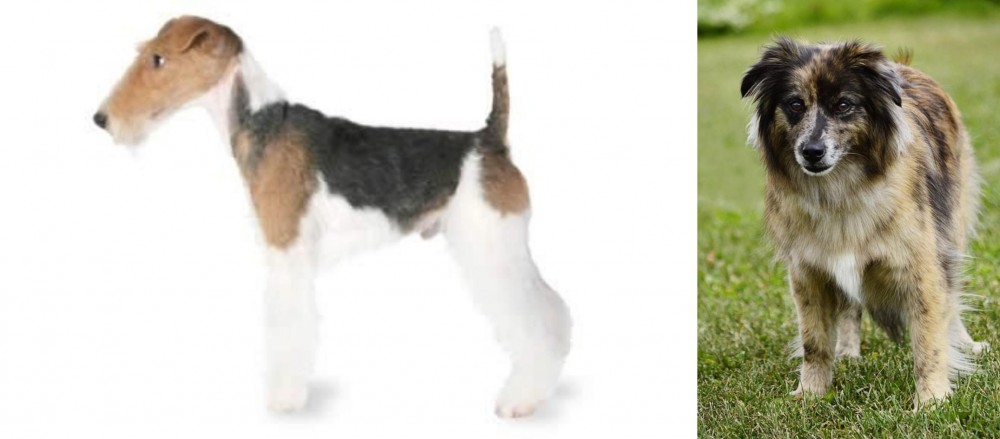 Pyrenean Shepherd vs Fox Terrier - Breed Comparison