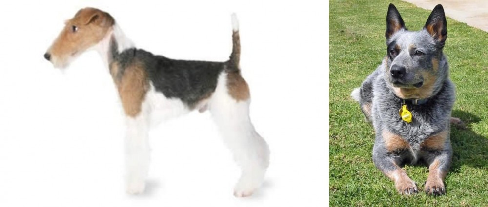 Queensland Heeler vs Fox Terrier - Breed Comparison