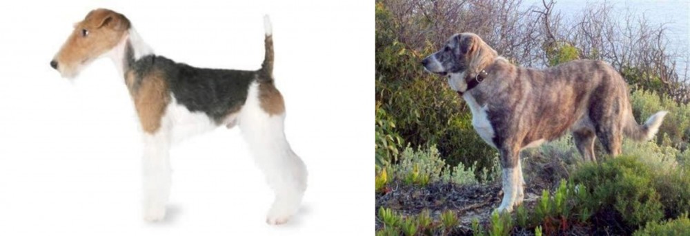 Rafeiro do Alentejo vs Fox Terrier - Breed Comparison