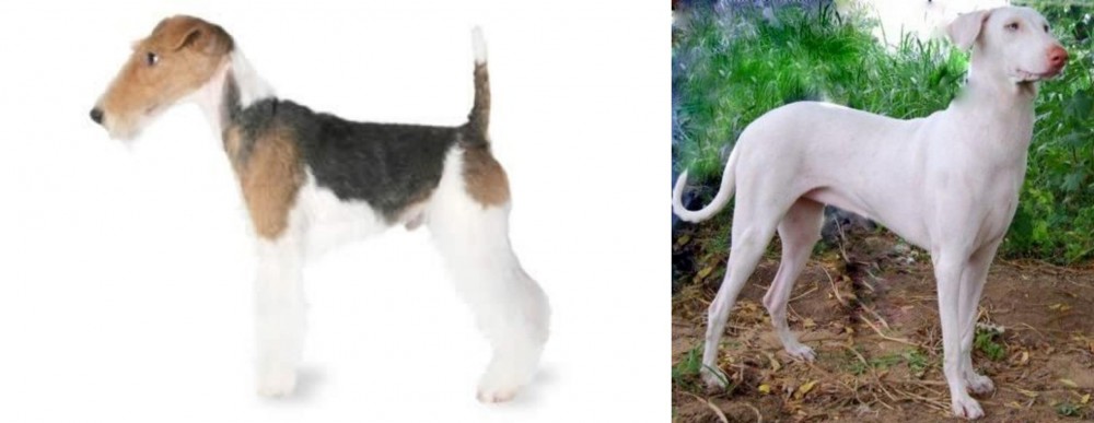 Rajapalayam vs Fox Terrier - Breed Comparison